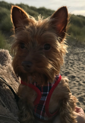 lola_bear_photo - cropped